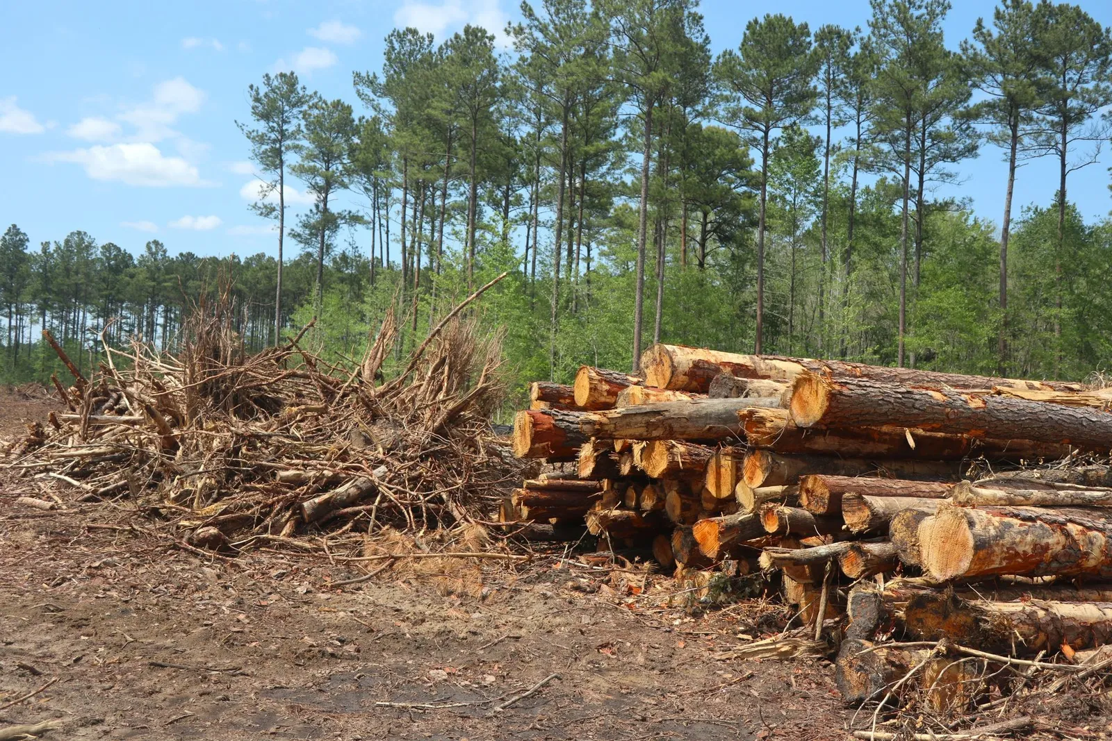 A wooded Maine lot partially cleared for construction access.